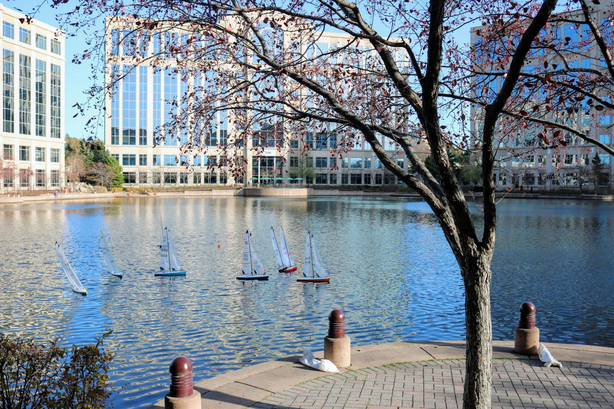 Model sailboats float on a Centennial Lakes surrounded by office buildings, with a tree and walkway in the foreground.
